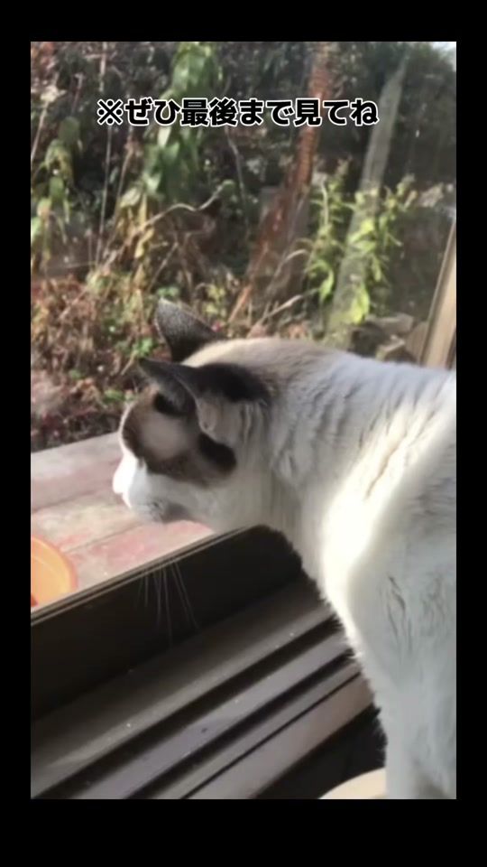 TikTok video thumbnail by chiisakimonotachi2802