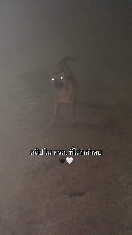 TikTok video thumbnail by murfshoppp