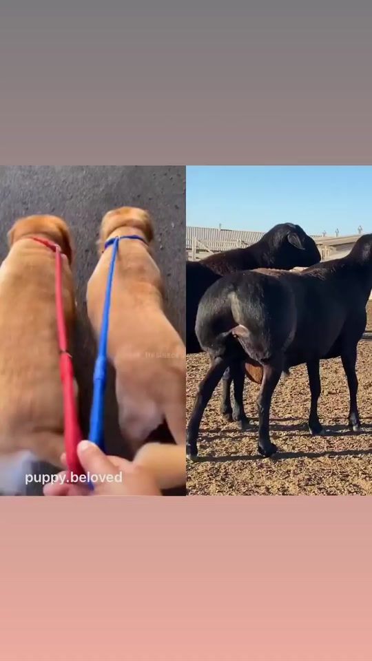 TikTok video thumbnail by boxser_irbei