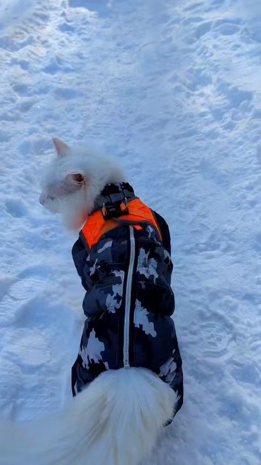 TikTok video thumbnail by catvankedisi