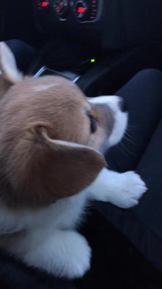 TikTok video thumbnail by tonystarkcorgi