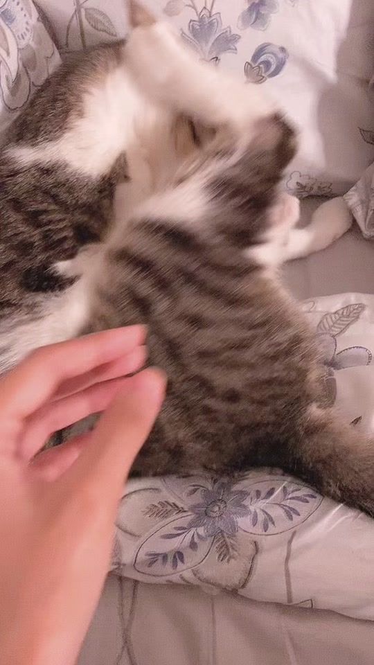 TikTok video thumbnail by therealmeowi