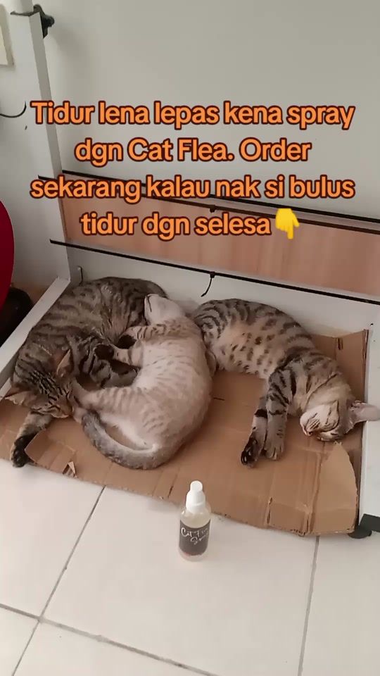 TikTok video thumbnail by azriesaifulglobal