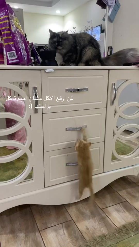TikTok video thumbnail by uc.365