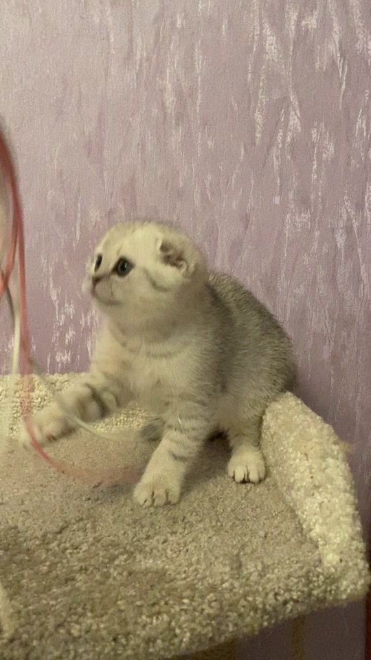TikTok video thumbnail by mama__meow
