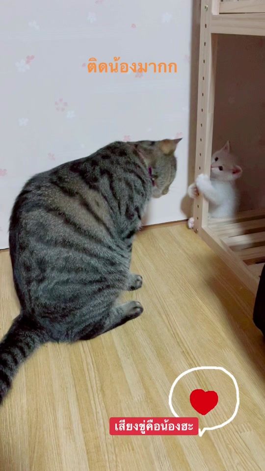 TikTok video thumbnail by muimui252