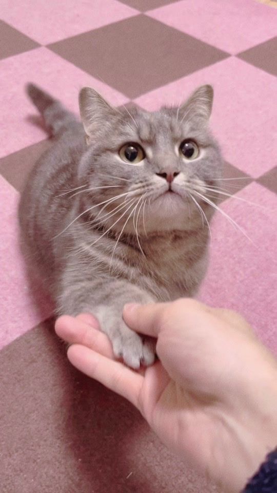TikTok video thumbnail by aquachan_0215