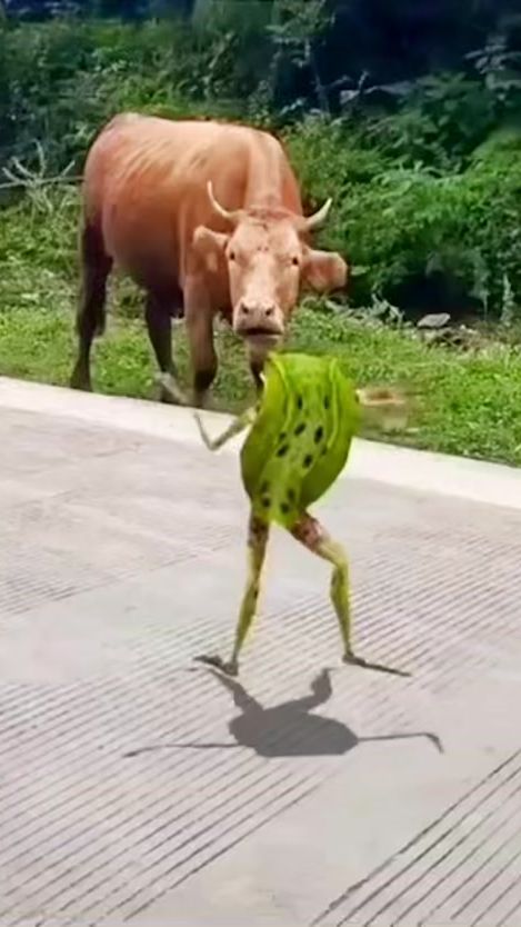 TikTok video thumbnail by funnylifeanimals