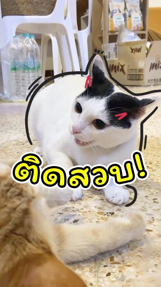 TikTok video thumbnail by chapowntheworld