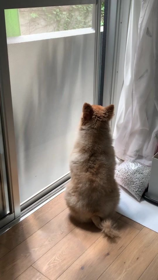 TikTok video thumbnail by onigirimaruo
