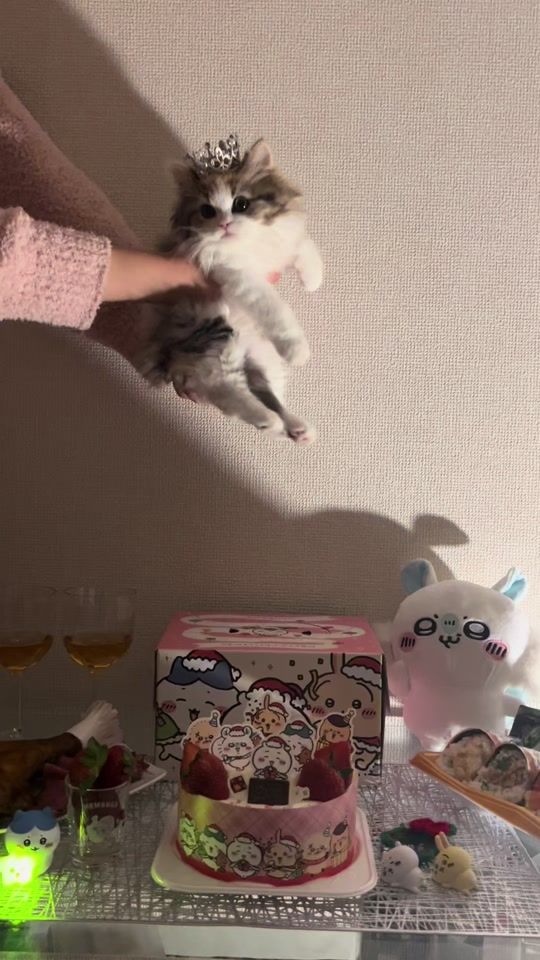 TikTok video thumbnail by ne_ko_0120