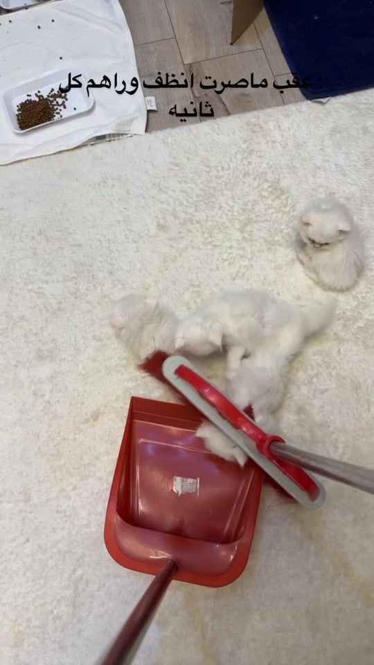 TikTok video thumbnail by lunaa_kittyy
