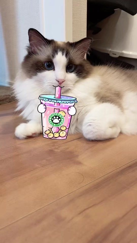 TikTok video thumbnail by 11.20macaron