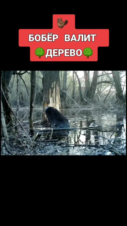 TikTok video thumbnail by hunter_kurzhaar