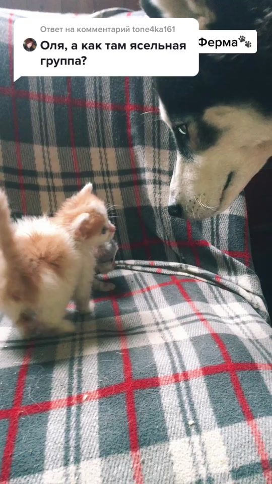 TikTok video thumbnail by huskyfermaliliant