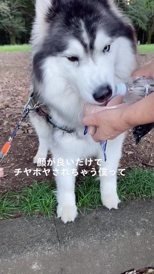 TikTok video thumbnail by sakuramochi8