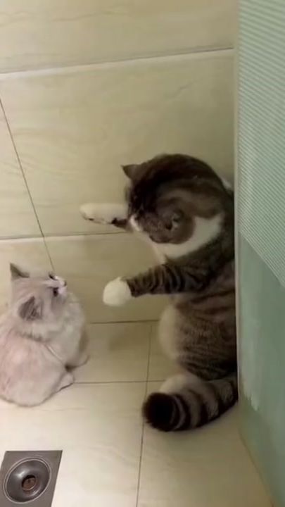 TikTok video thumbnail by meow.diaryz