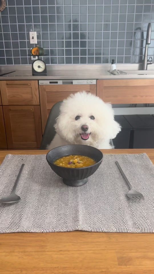 TikTok video thumbnail by bichonpun