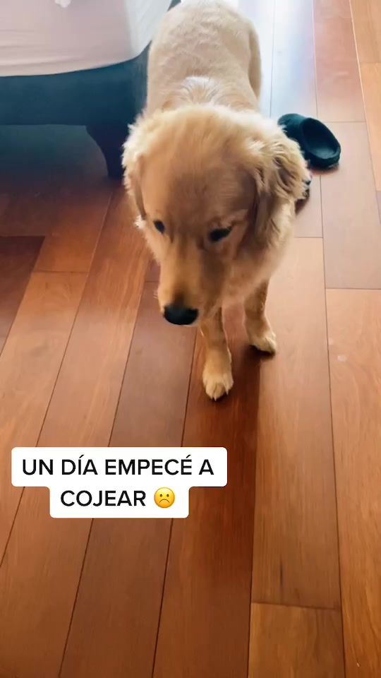 TikTok video thumbnail by manemaulen