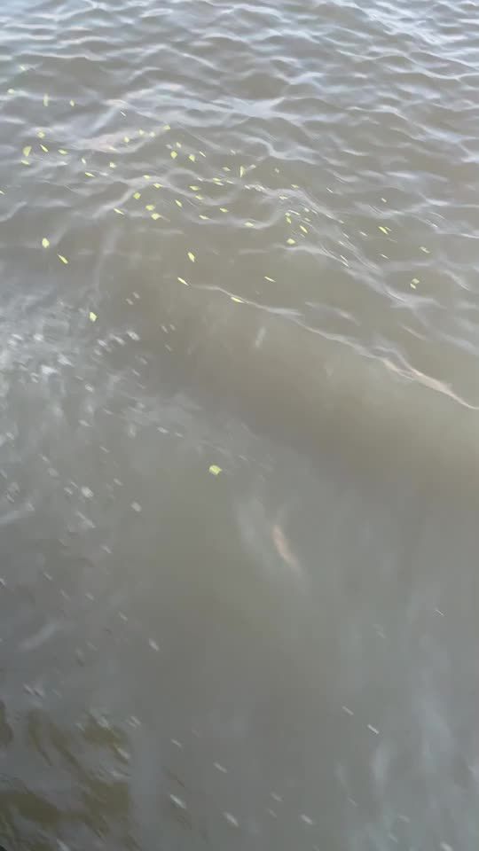 TikTok video thumbnail by megantruonghang