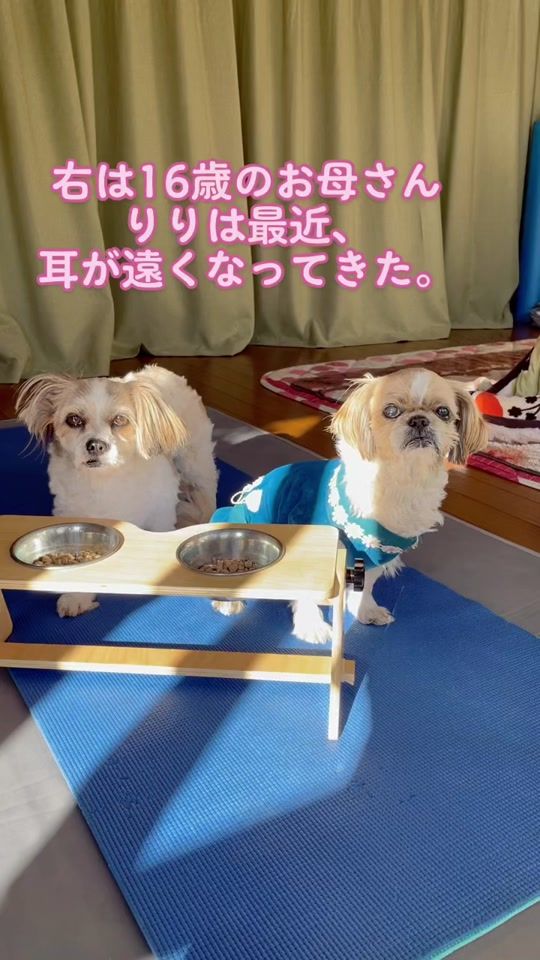 TikTok video thumbnail by saori667