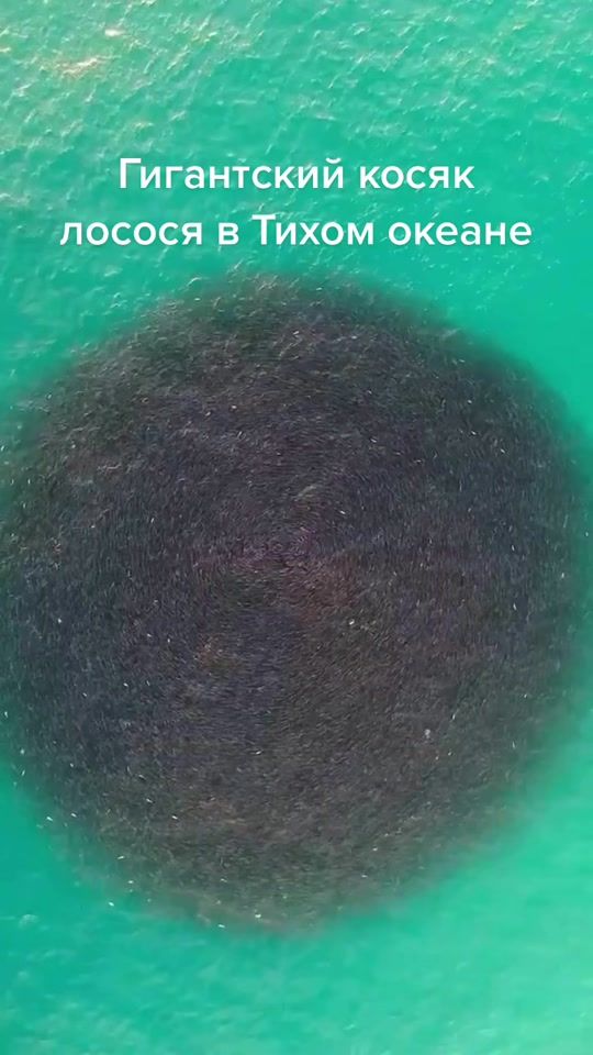 TikTok video thumbnail by ostrov_65