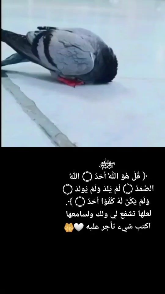 TikTok video thumbnail by fatoom.sh92