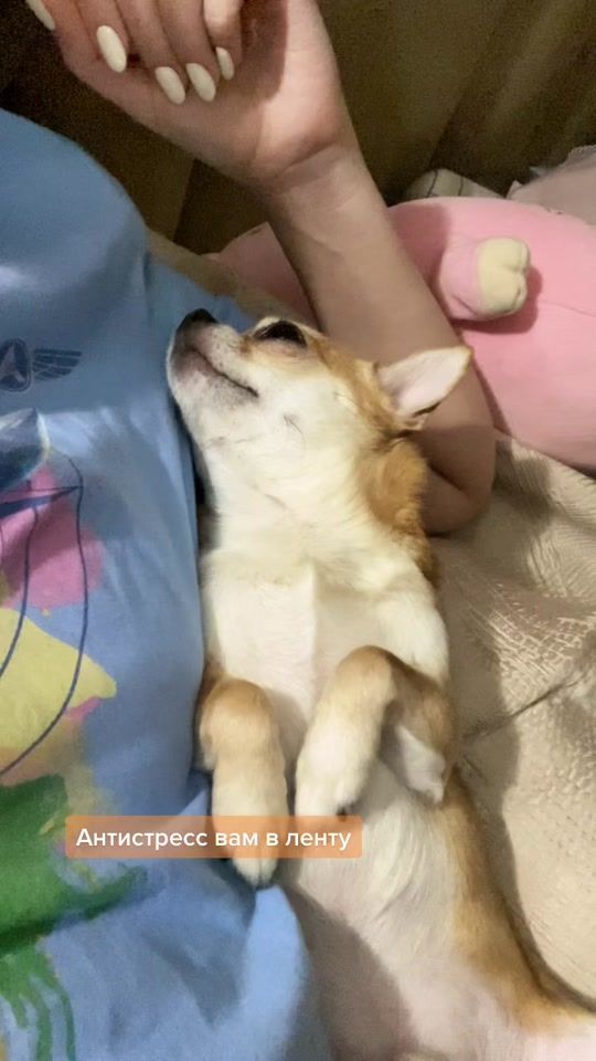 TikTok video thumbnail by chipschihuahua