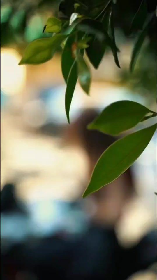 TikTok video thumbnail by nurh6938