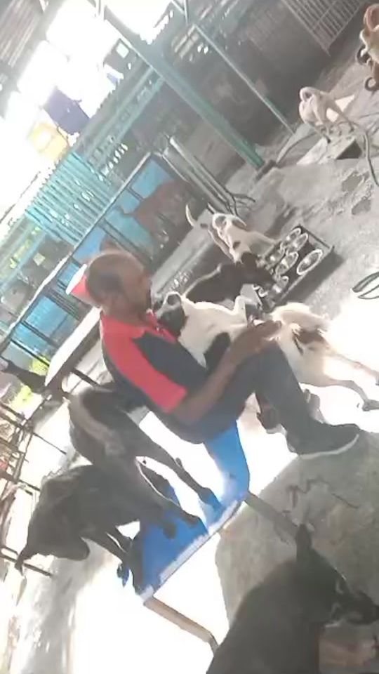 TikTok video thumbnail by cellahpuppylove