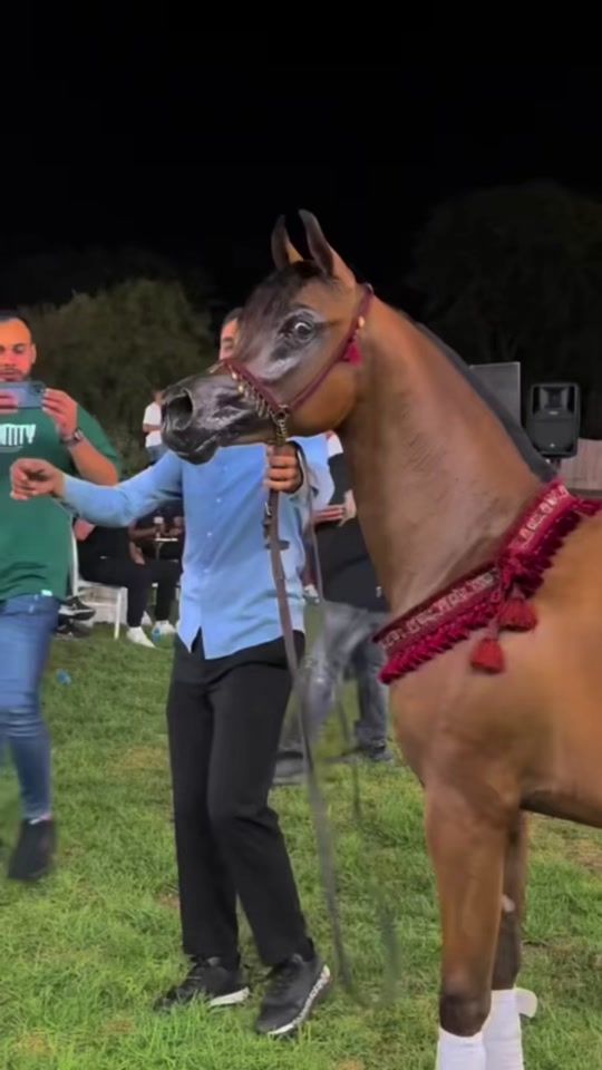 TikTok video thumbnail by seifmar