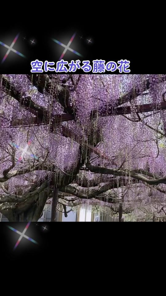 TikTok video thumbnail by dygsy24sir0nz