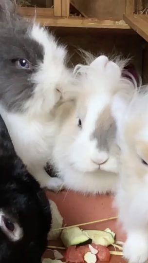 TikTok video thumbnail by rabbhdhdvs