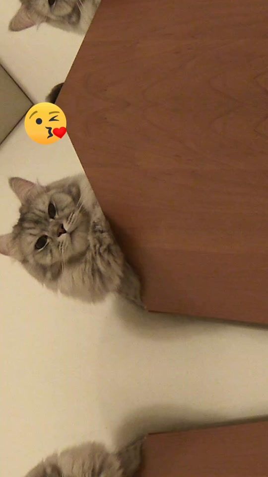 TikTok video thumbnail by ghing_gc41