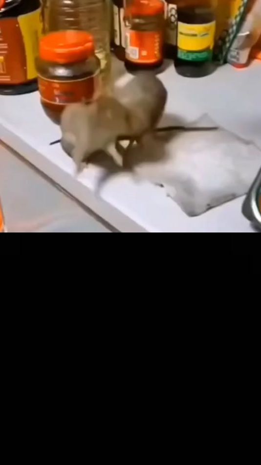 TikTok video thumbnail by monirsahed2