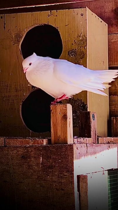 TikTok video thumbnail by pigeon_world1