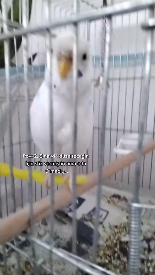 TikTok video thumbnail by ben.buluttt