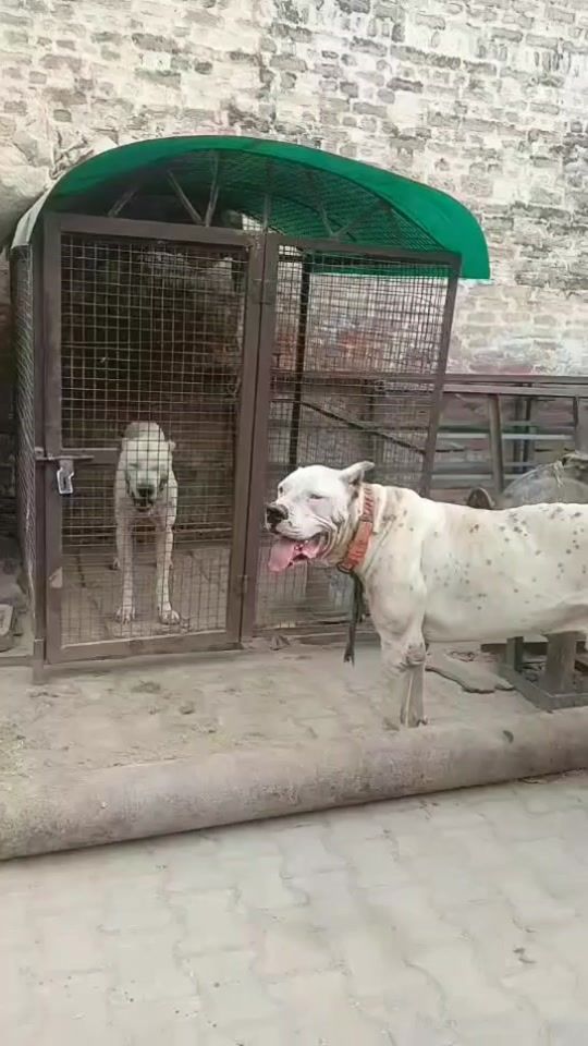TikTok video thumbnail by bully_lover1