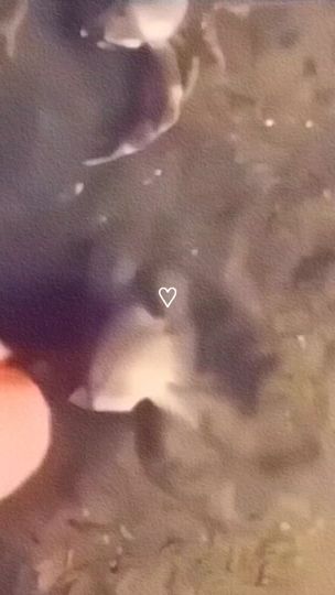 TikTok video thumbnail by onesidelove1996