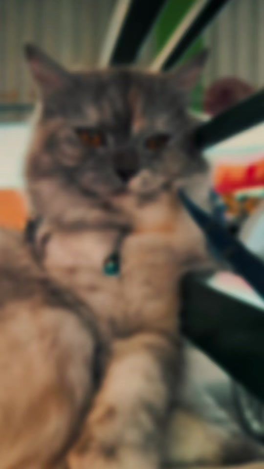 TikTok video thumbnail by mamewmi