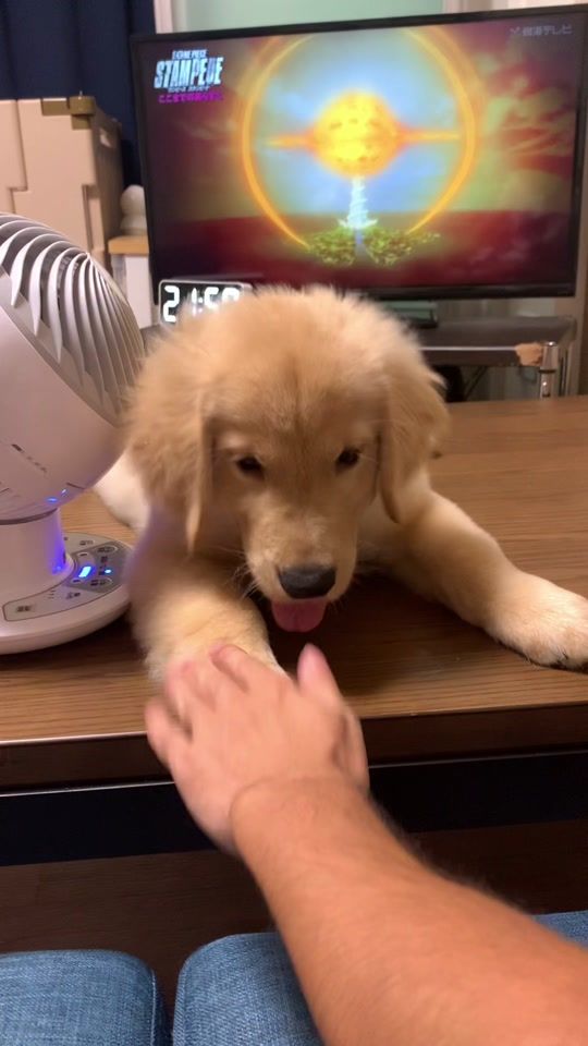 TikTok video thumbnail by jack_jack0430