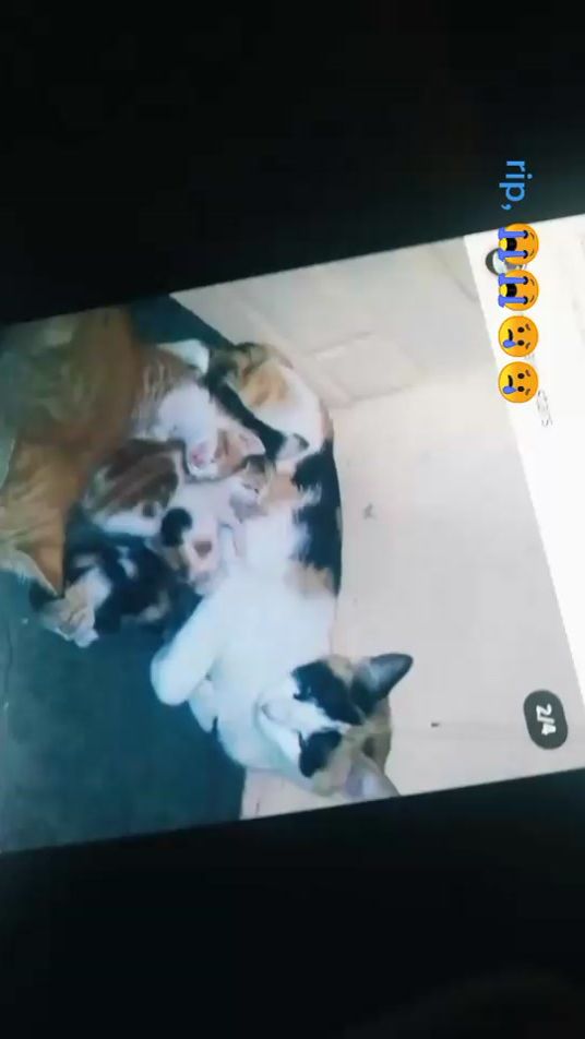 TikTok video thumbnail by wongcony8