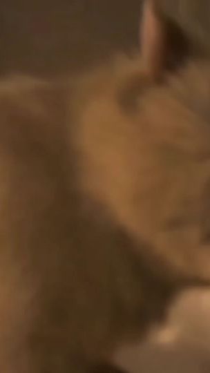 TikTok video thumbnail by onlytnwl