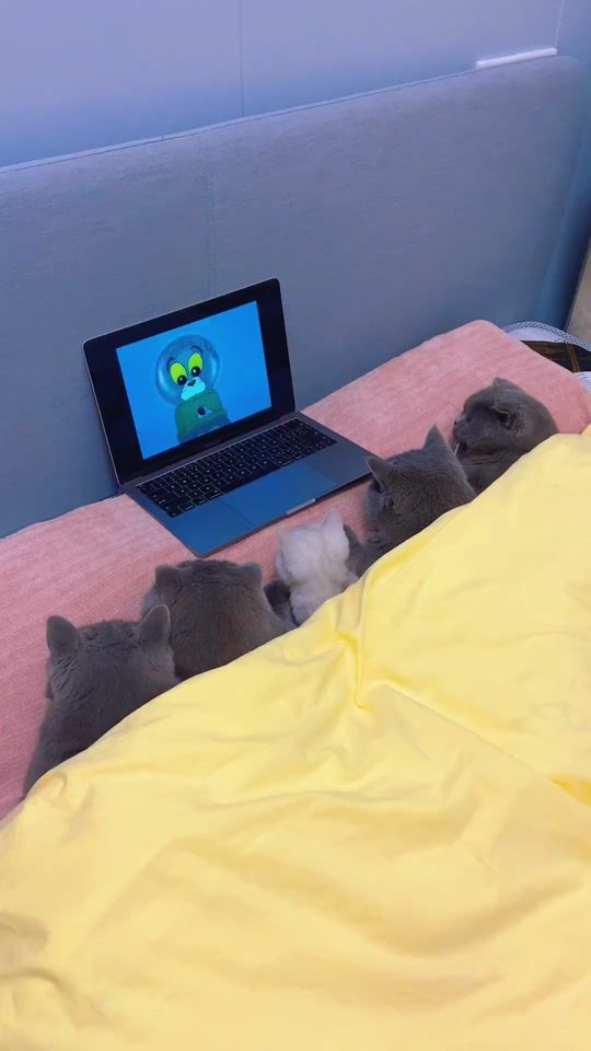 TikTok video thumbnail by meoww_cattt