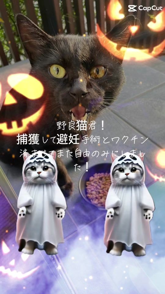 TikTok video thumbnail by marumaru00529