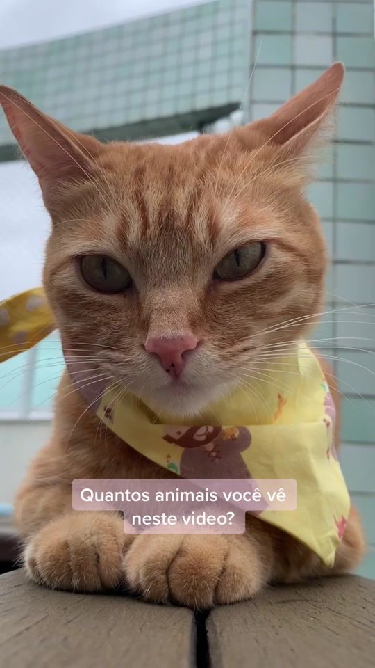 TikTok video thumbnail by romeuemalelo