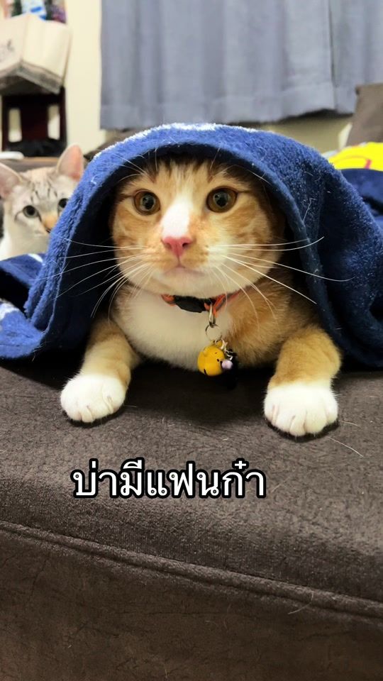 TikTok video thumbnail by namthip.tip