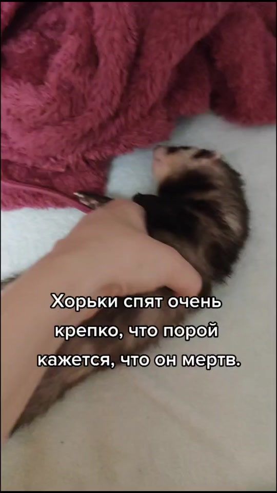 TikTok video thumbnail by oksi.smir