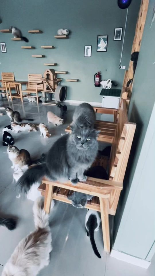 TikTok video thumbnail by lifetonecafe