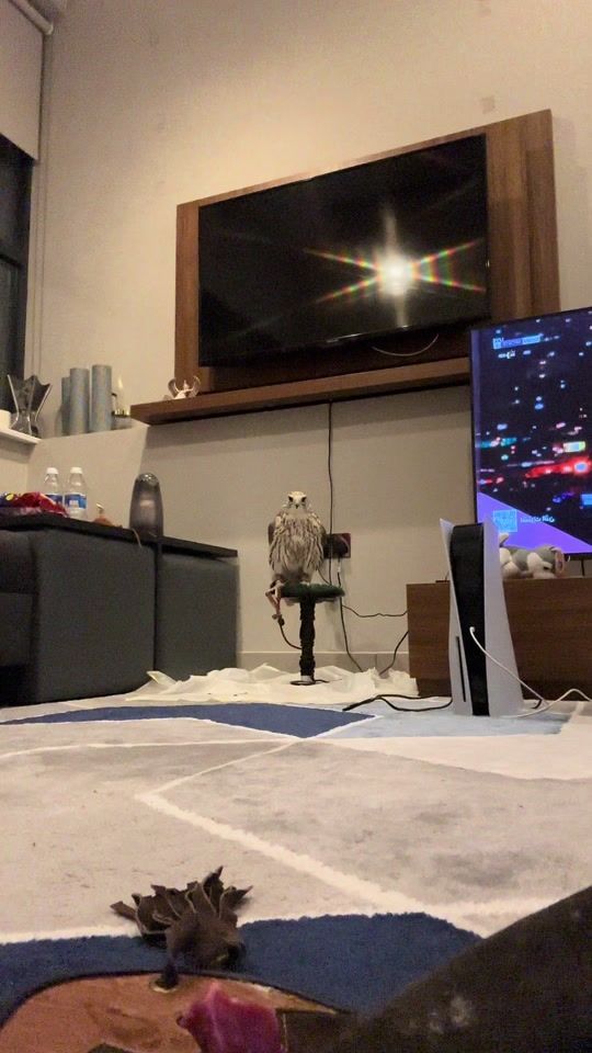 TikTok video thumbnail by saqrclothing